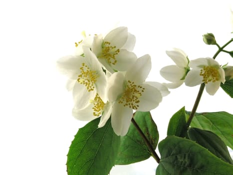 Jasmine