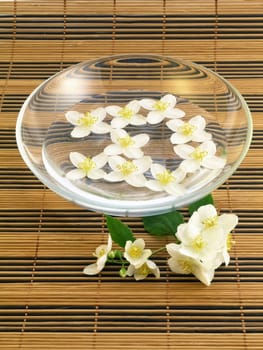 Jasmine