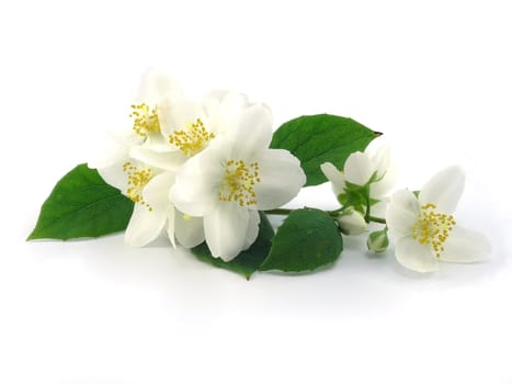 Jasmine