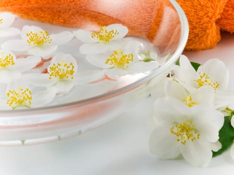 Jasmine
