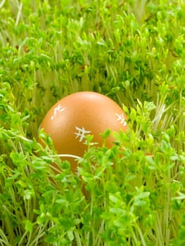 colourful Easter Eggs on a green background
