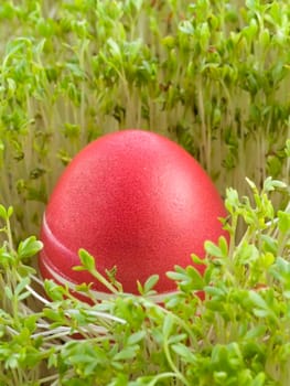 colourful Easter Eggs on a green background