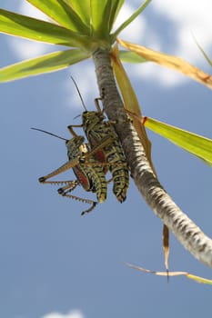 Lovemaking of the locusts