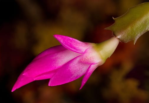 Blossom of the Christmas Cacti flower in macro