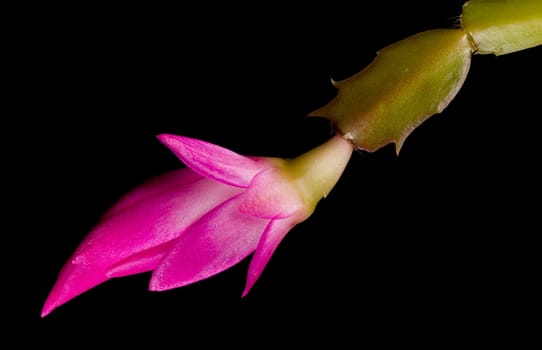 Blossom of the Christmas Cacti flower in macro and isolated against black