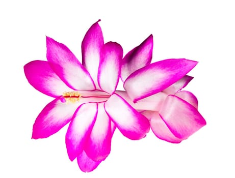 Blossom of the Christmas Cacti flower in macro and isolated against white