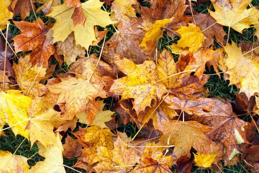 Autumn yellow and brown leaves fallen from a maple tree lying on the grass wet with the dew from morning fog.