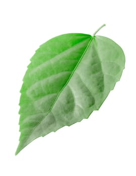 Green leaf isolated on white background