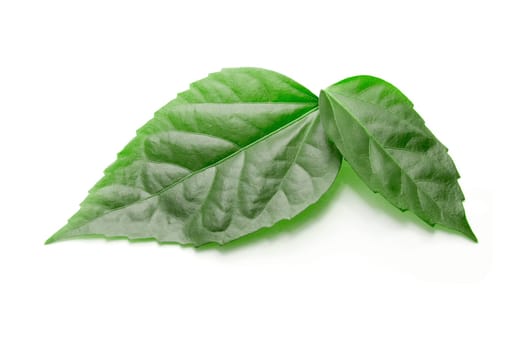 Green leaves isolated on white background