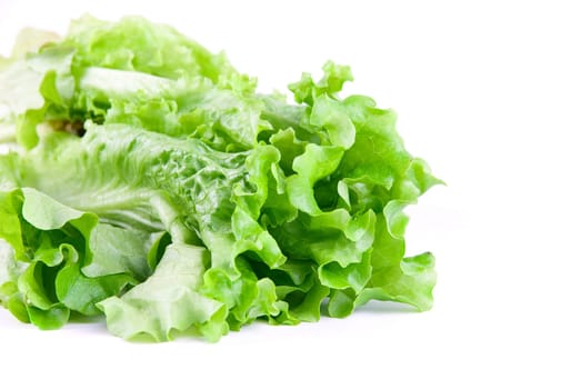Close-up of Green Lettuce isolated on white
