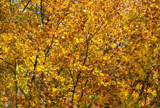 leafs fall orange purple thinking fun sunny