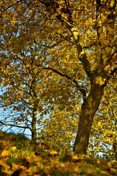 leafs fall orange purple thinking fun sunny