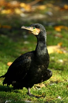 Cormorant