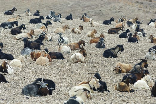 goats
