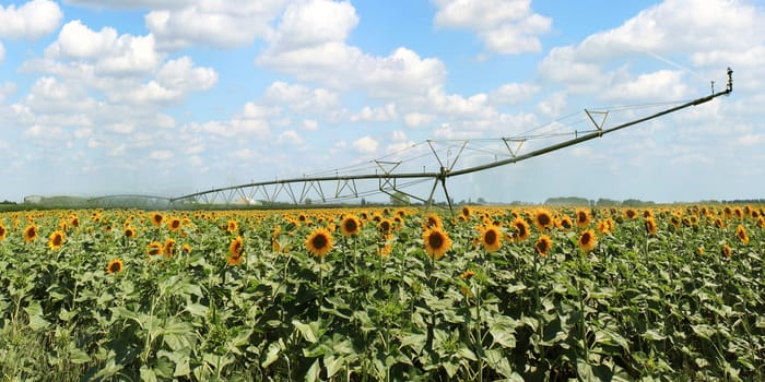 Panoramic photo of a sprinkler system in a field of sunflowers
