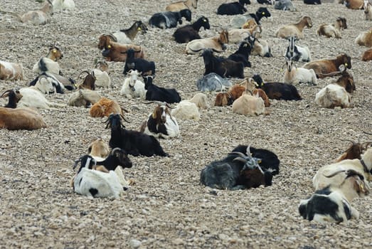 goats