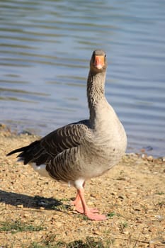 a wild goose standing in a meadow near a lake