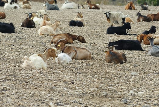 goats