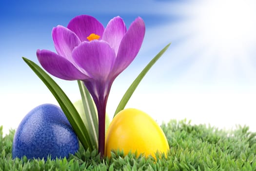 Easter eggs on a crocus flower on a green meadow