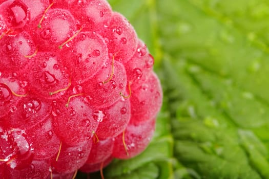 Fresh raspberry on a leaf and drops of water.