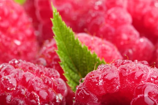 Fresh raspberries with leaves and drops of water.