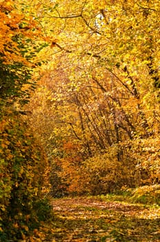 Autumn forest