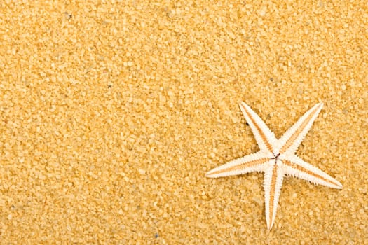 A starfish in the sand of a beach.