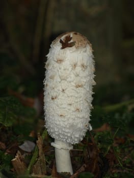 Shaggy mane