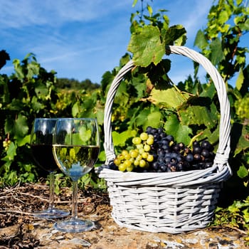 glasses of white and red wine and grappes in basket