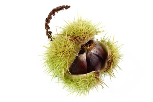 Chestnuts - Chestnuts - Castanea sativa