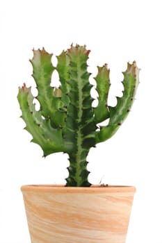 Cactus - Euphorbia ingens