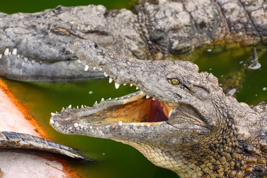 Crocodile with its mouth wide open