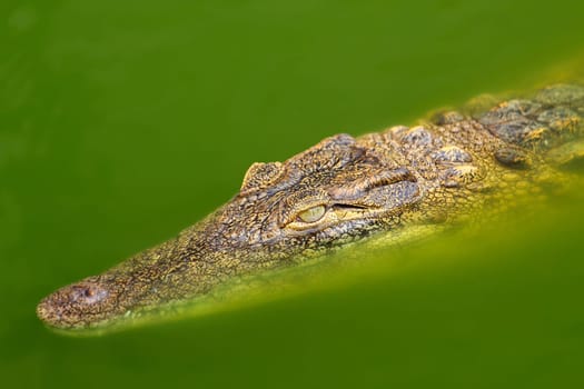 Young alligator floating in the water.