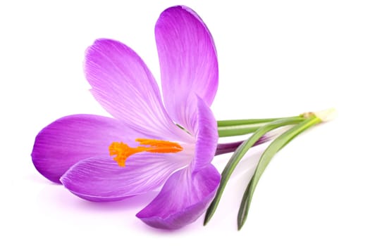 Crocus flower on white background.