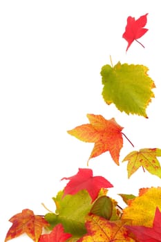 Many colorful leaves fall down onto a stack of leaves.