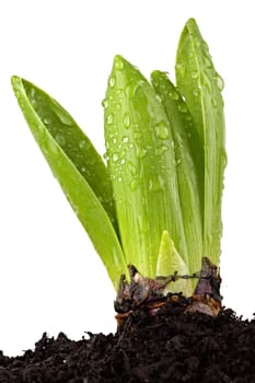 New plant shoot in soil.
