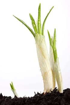 New plant shoots break through the earth.