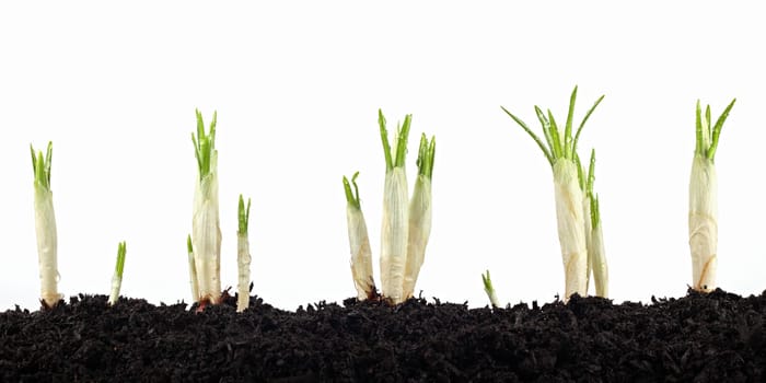 New plant shoots break through the earth.