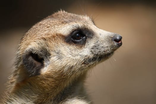 Meerkat