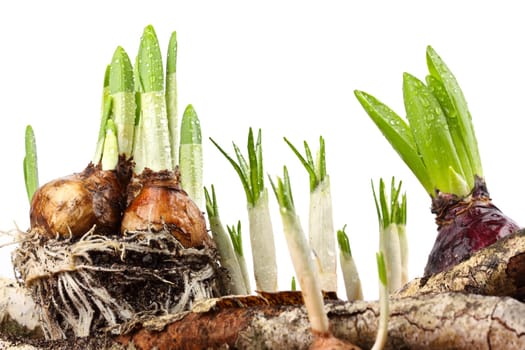 New plant shoots break through the earth.