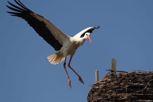 White stork in the wild