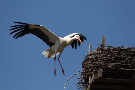 White stork in the wild