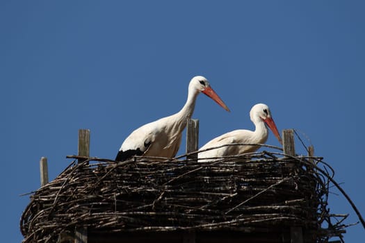 White stork in the wild