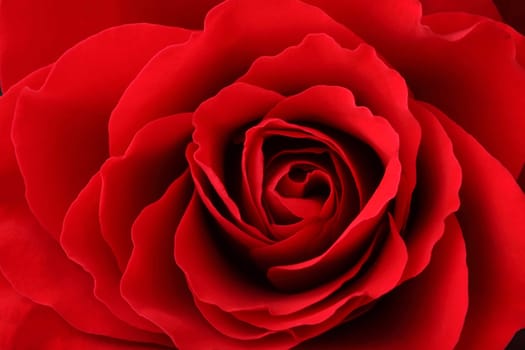 Closeup macro shot of a rose blossom