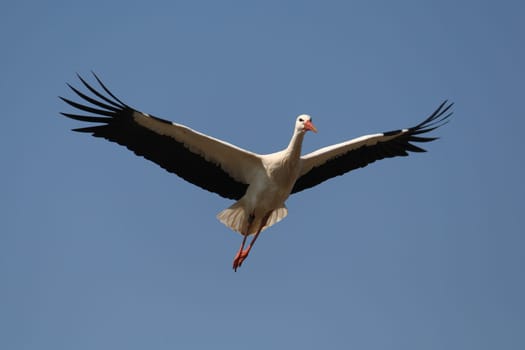 White stork in the wild