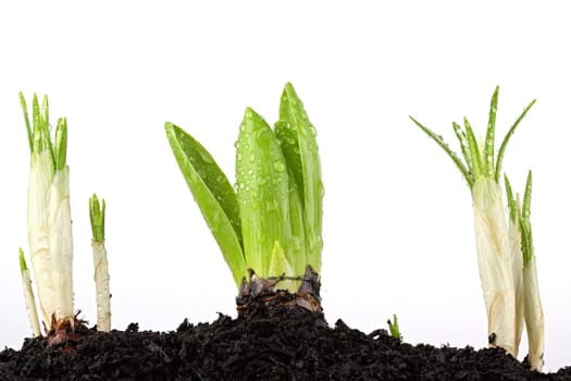 New plant shoots break through the earth.