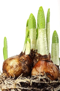 New plant shoots break through the earth.