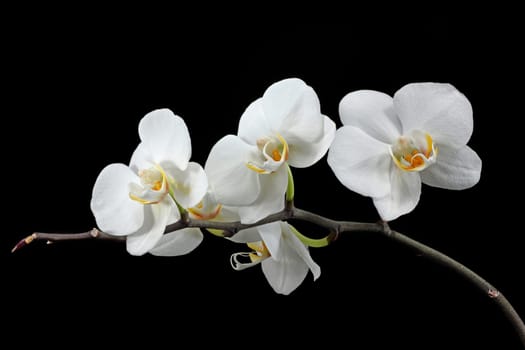 White orchid on black background