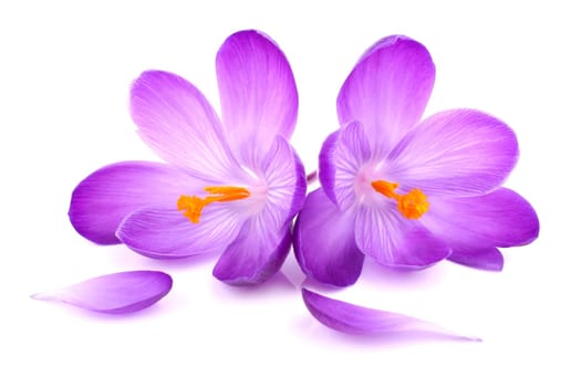 Crocus flowers on white background.