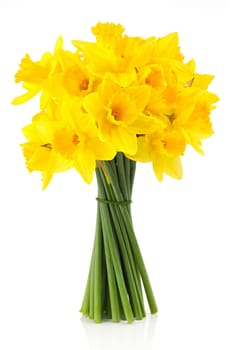 Bouquet of yellow daffodils on white background.